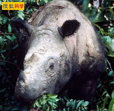 东北虎位全球10大最濒危动物之中-观察-生物探