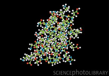 胰岛素分子结构(图)近日,日本的科学家发现了如何使用病人的神经干