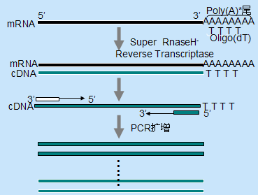 rt-pcr原理,步骤与问题分析以及两步法rt-pcr