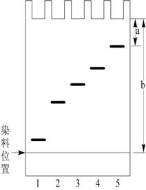 蛋白质分子量的测定——sds-聚丙烯酰胺凝胶电泳法