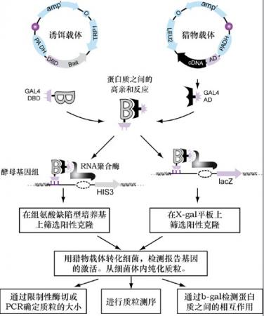 酵母双杂交原理