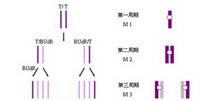 姐妹染色单体分化染色法(sister chromatid differentiation,scd)