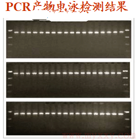 鸡基因组的pcr-rflp分析