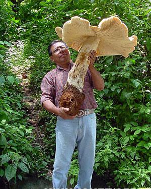 墨西哥发现20公斤重的巨大蘑菇