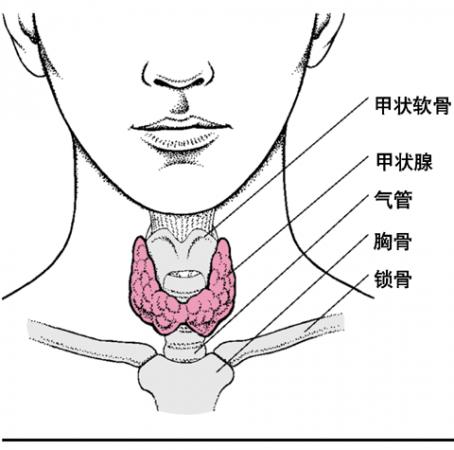 甲状腺,是一种蝴蝶领结形状的,包裹在气管外面的腺体.