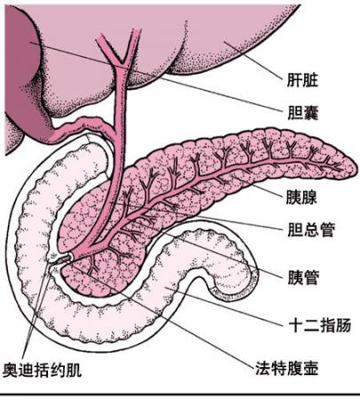 人体胰腺位置