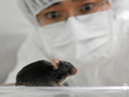 通过基因重组 日本科学家培育出唱歌老鼠