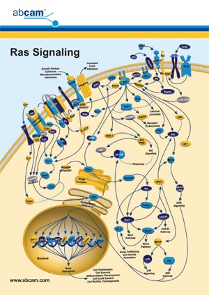 ras signalling