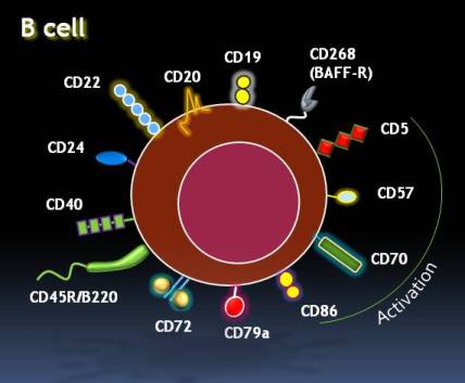 B Cell Markers