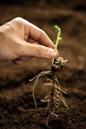 气候变暖和施肥对植物根系生长,根际土壤生态过程以及微生物过程都有