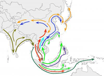 science:遗传多元化图谱显示亚洲人历史移民路线