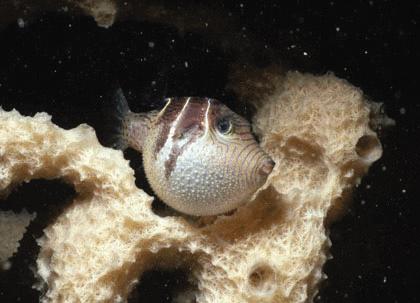 揭开鱼类神经再生之谜-观察-生物探索