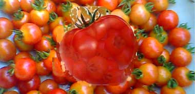 nature genetics:大红番茄突变造