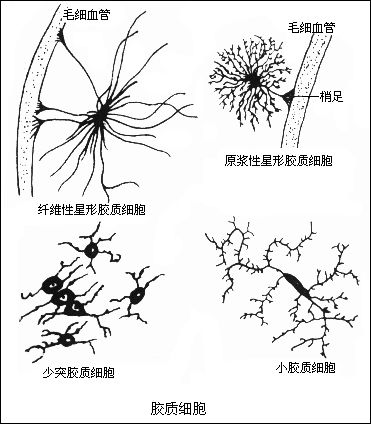 science:德科学家首次观察到小神经胶质细胞活动