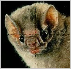 ڷһֻͨ(deodus rotundus),