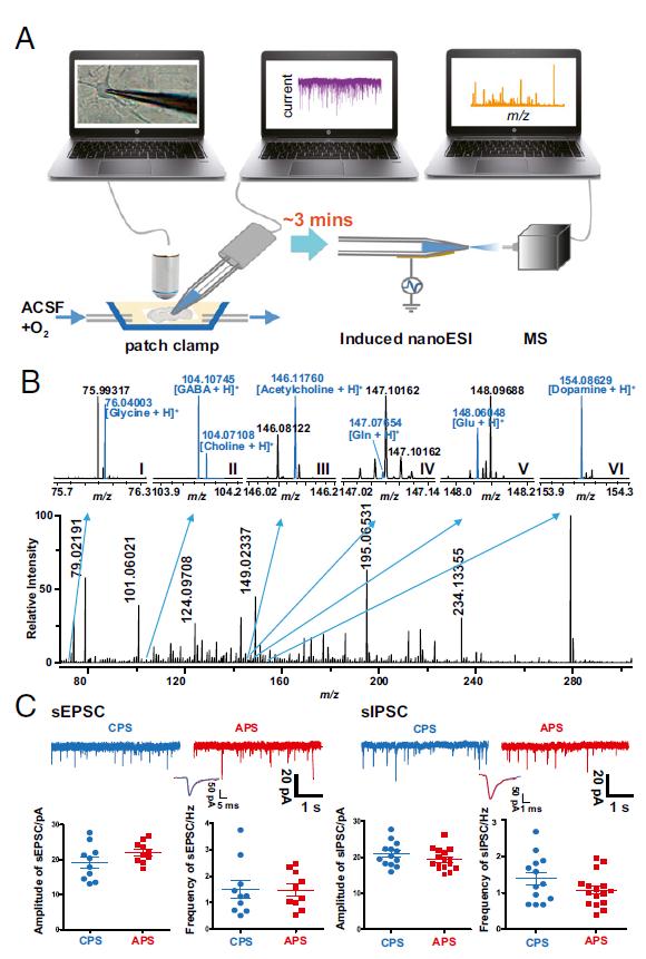 膜片鉗與單細胞質譜剖析聯用技能剖析單個神經細胞表示圖