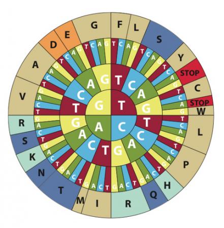 在遗传信息编码过程中,编码同一种氨基酸的多个同义密码子(synonymous