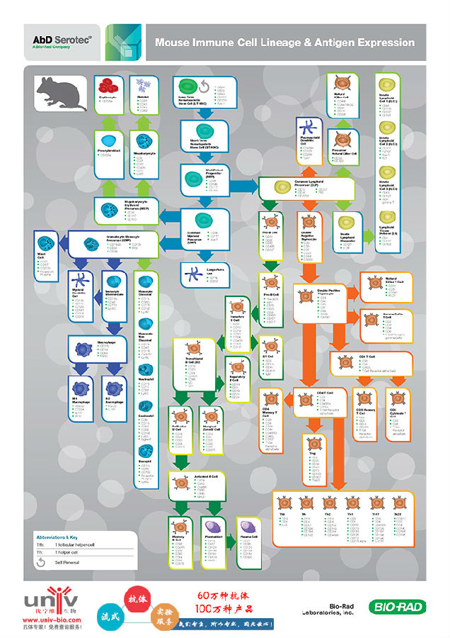 mouse-immune-cell-lineage-antigen-expression-poster.jpg