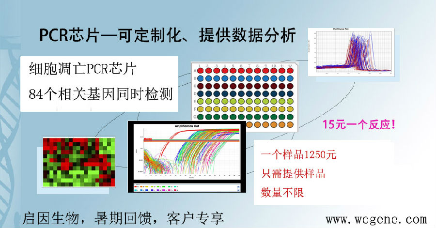 细胞凋亡PCR芯片暑期促销1250元一个样.jpg