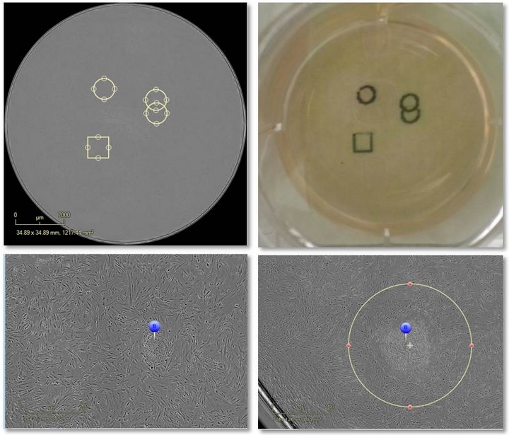 IncuCyte ZOOM：第二代长时间动态活细胞成像及数据分析系统的特点和应用（第二版）_生物探索