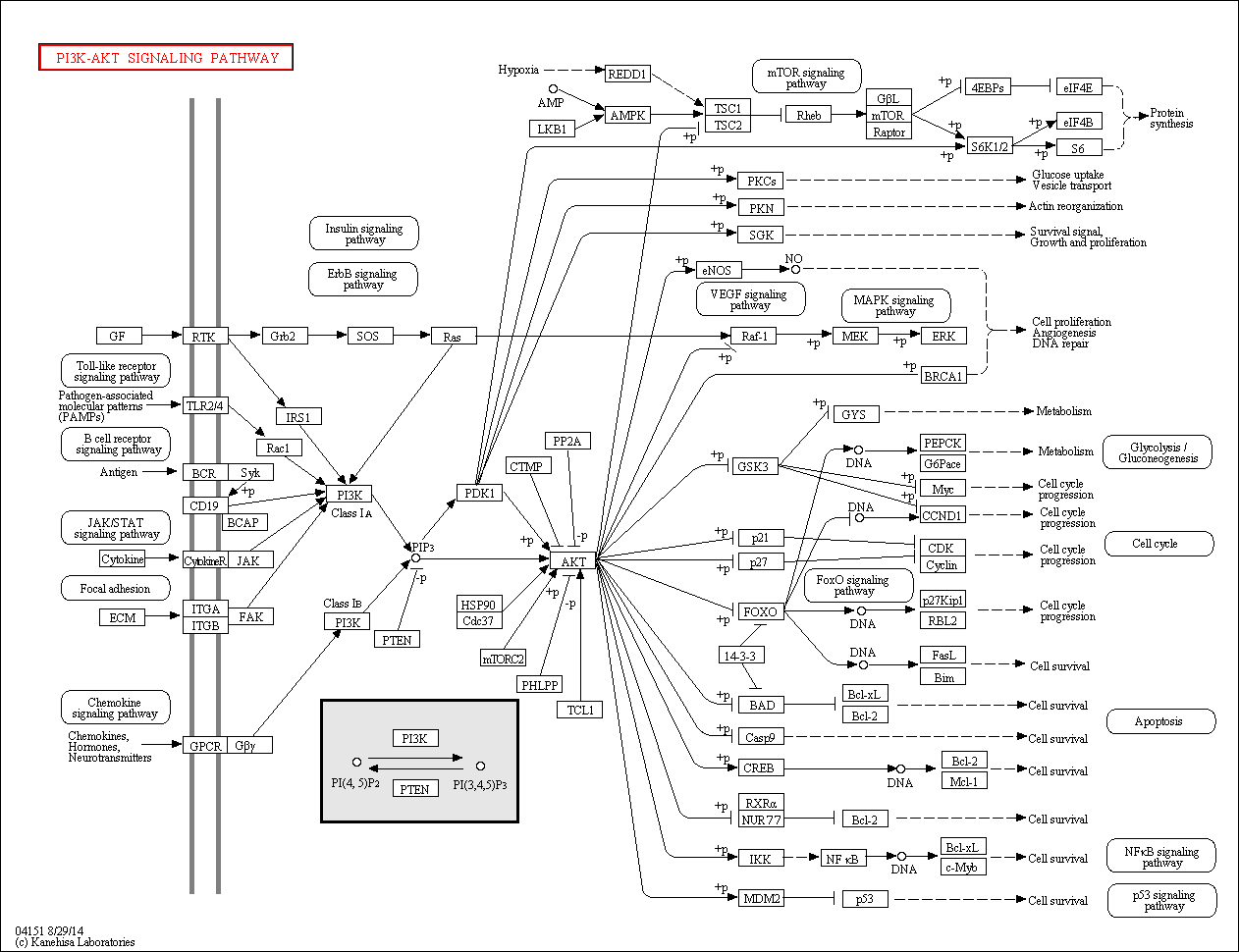 kegg-pi3k.png