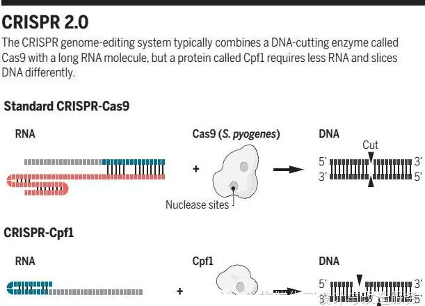 CRISPR 2.0——新型基因组手术刀_生物探索