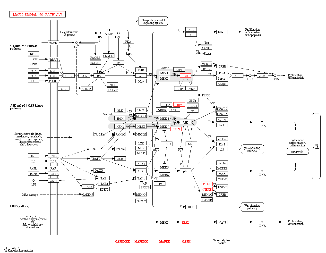 kegg-MAPK.png