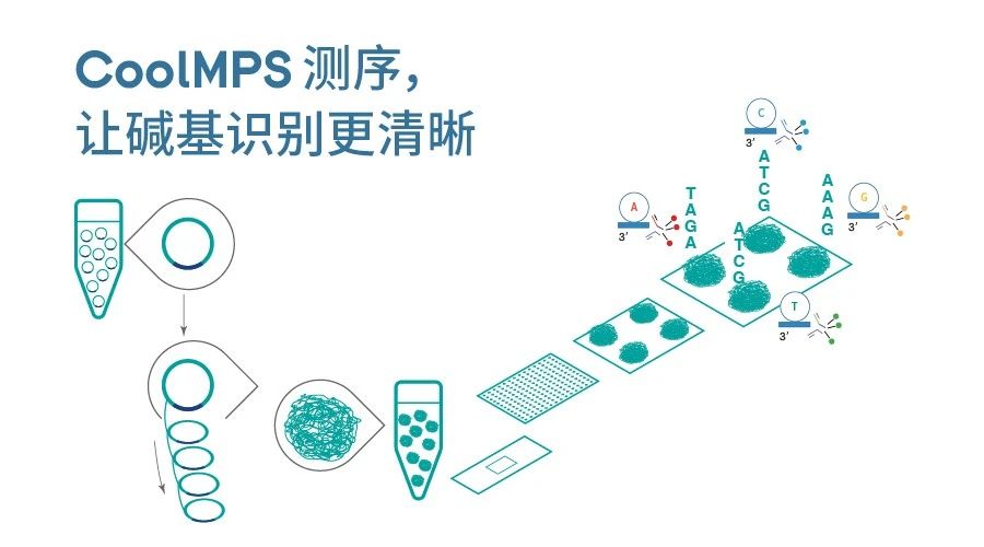 尾批国内用户试用数据出炉！CoolMPS测序试剂“真战”下场纷比方般