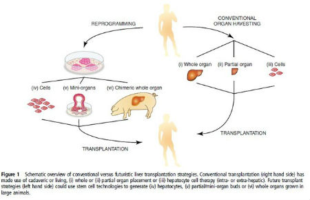 天博克罗地亚综合体育官方肝癌的常见病因你知道那一种？(图1)