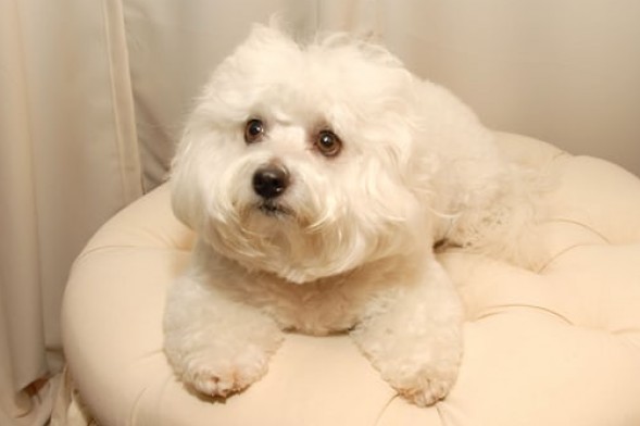 芭芭拉史翠珊的克隆狗