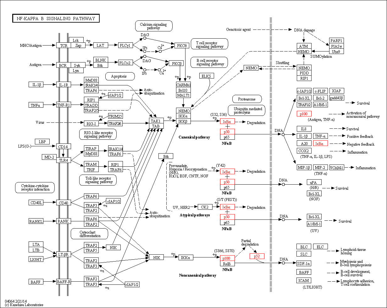 kegg-nfkb.png