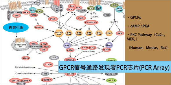 GPCR.jpg