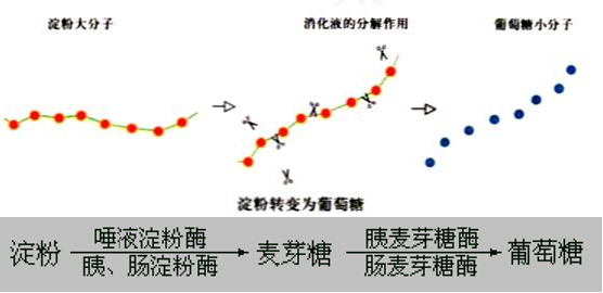 糖类的消化过程示意图图片