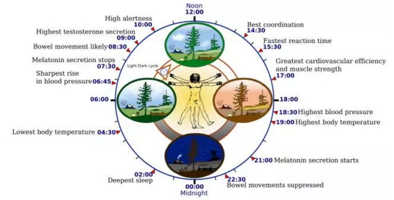 器官的生物钟图片