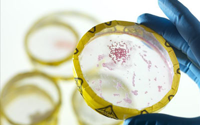 程扬健:带细菌回家发酵