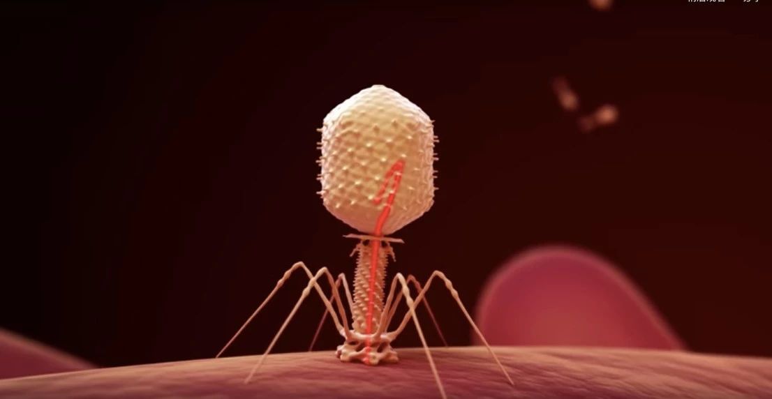 噬菌体平板图片图片