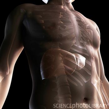 Nat.Med.：肝脏存在备用信号通道调控葡萄糖代谢