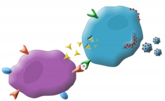 Nat.Med.：刺激有缺陷免疫系统可杀死癌细胞