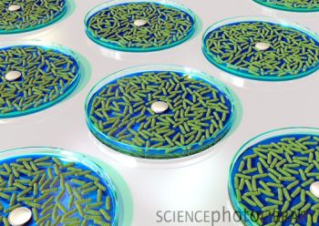 “复活”抗生素可战胜药物耐受