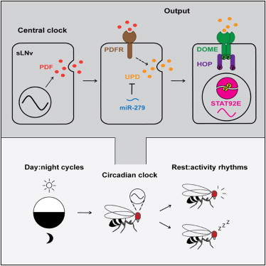 Cell：研究揭示昼夜节律调控新机制