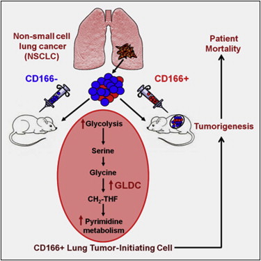 Cell：特殊基因或为引发非小细胞肺癌“祸首”