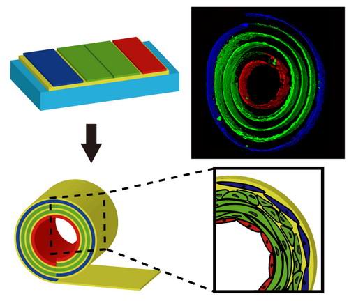 Adv. Mater.：研究实现三维结构上多种细胞的可控分布