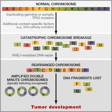 Cell：研究揭示肿瘤与染色体重排新机制