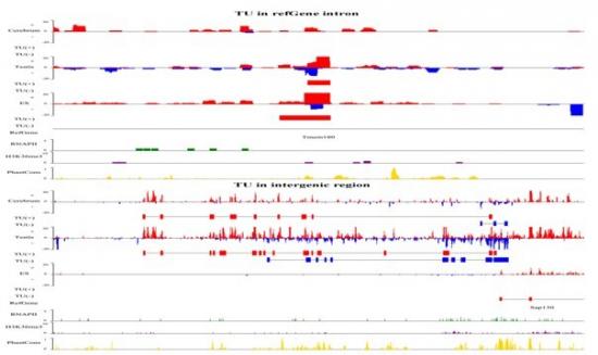 Front Genet：基因组所小鼠组织新转录本鉴定研究取得进展