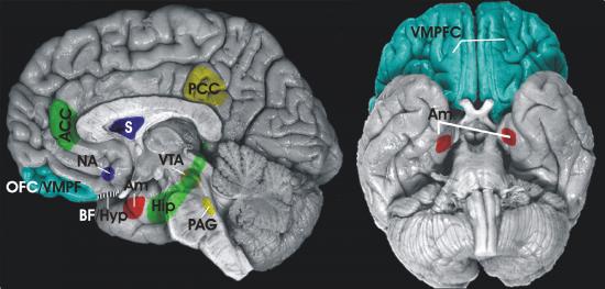 Nature:美绘制出最完整脑神经相互作用图