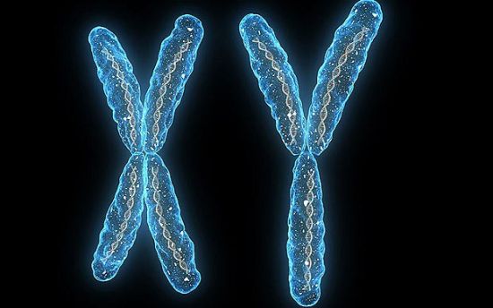 研究称Y染色体衰减近乎停滞 男性不会灭绝