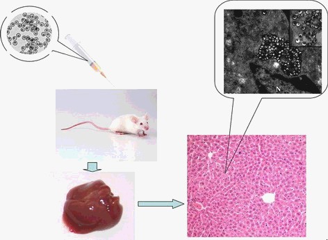 夹心二氧化硅生物安全性体内评价
