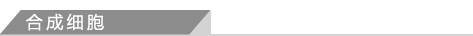 6、合成细胞