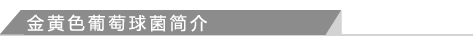 金黄色葡萄球菌简介