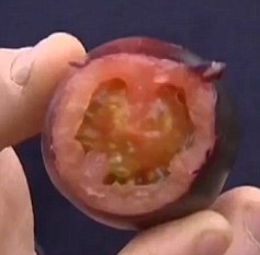 黑色西红柿果肉仍然是红色的